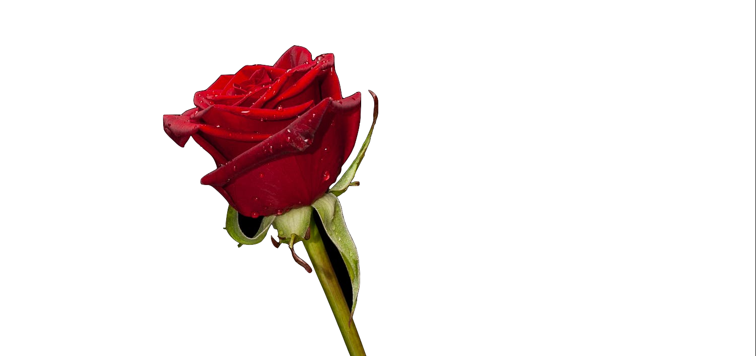 Rosew